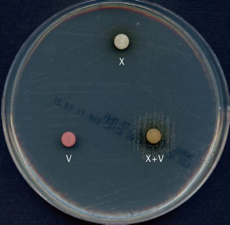 agar lv|haemophilus x and v factors.